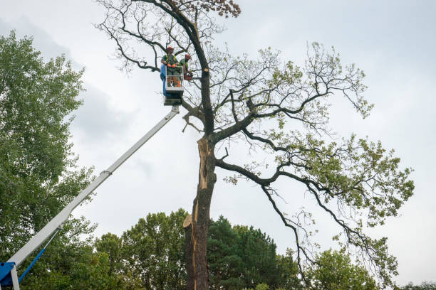 How Our Tree Care Process Works  in  Columbia Heights, MN